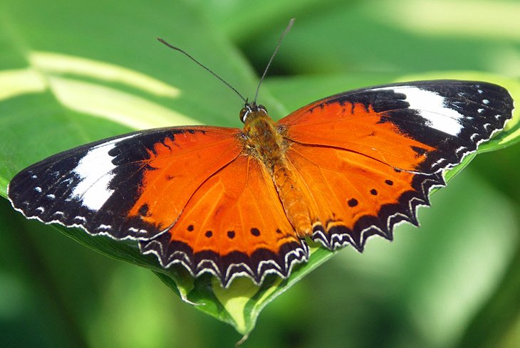 澳大利亚的蝴蝶保护区