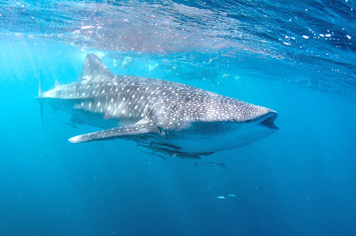 鲸鲨宁格罗大堡礁海洋公园