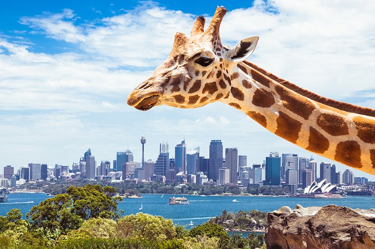 的塔Zoo with a view of the Sydney skyline
