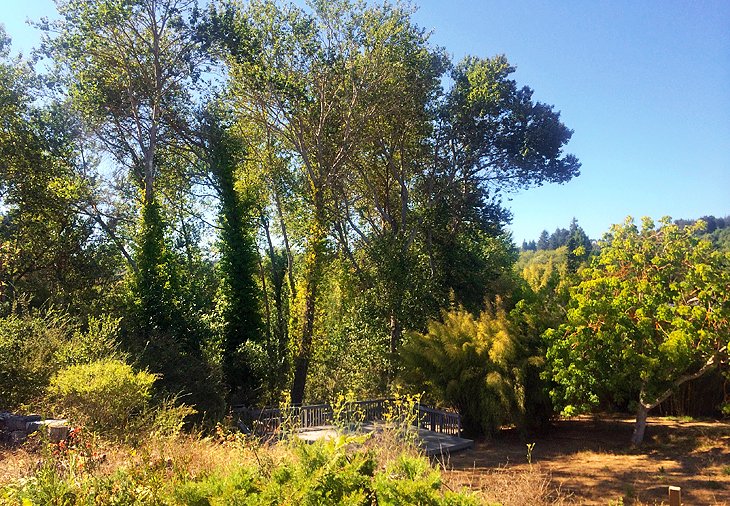 加州大学圣克鲁斯植物园和植物园