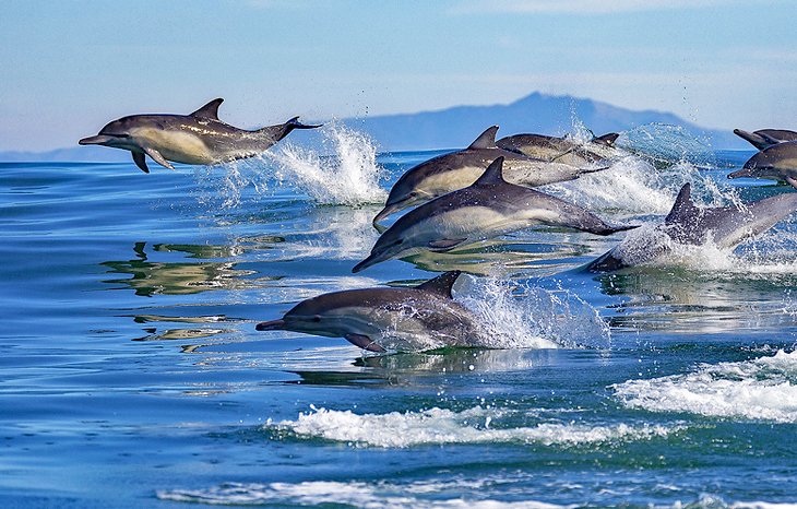 蒙特利湾的海豚