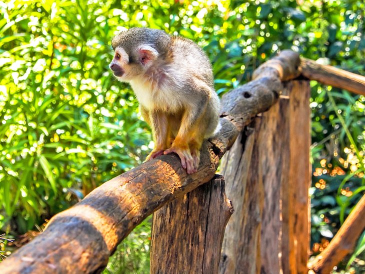 多米尼加松鼠猴