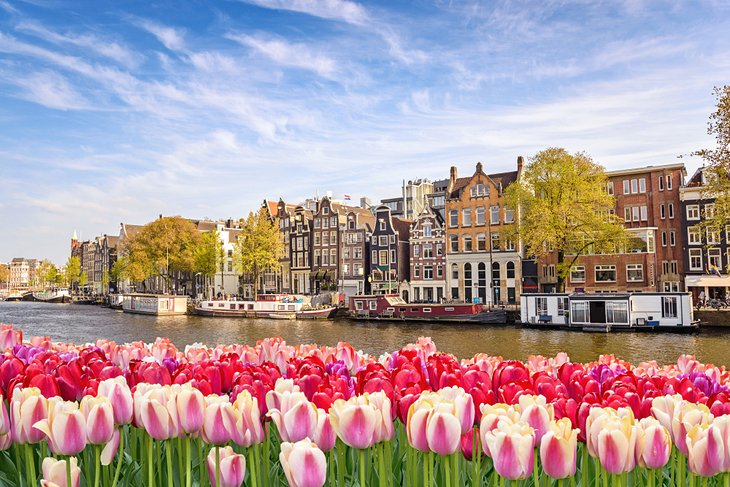 阿姆斯特丹运河边盛开的郁金香