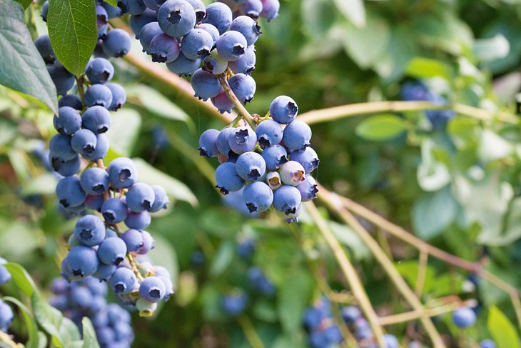 蓝莓,成熟的选择