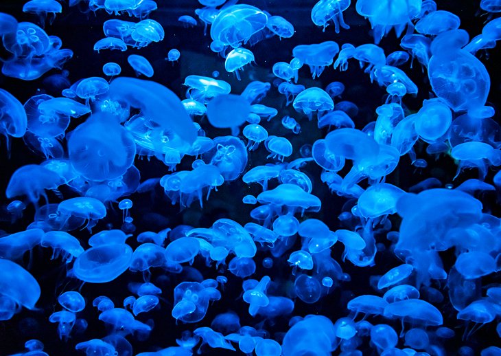 在蒙彼利埃的海洋星球展出水母