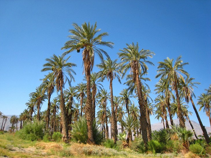 棕榈泉附近的椰林
