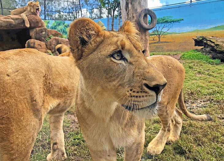 狮子展览分流动物园考拉和野生动物公园