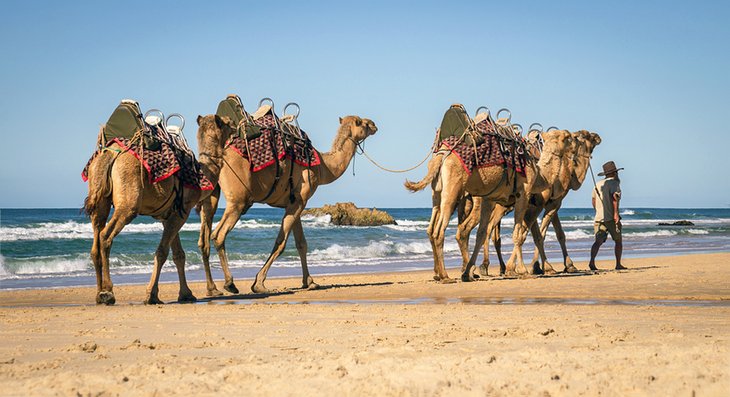 引导的骆驼在灯塔海滩在麦格理港