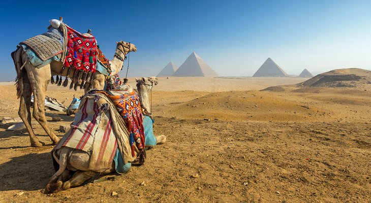 骆驼和吉萨金字塔