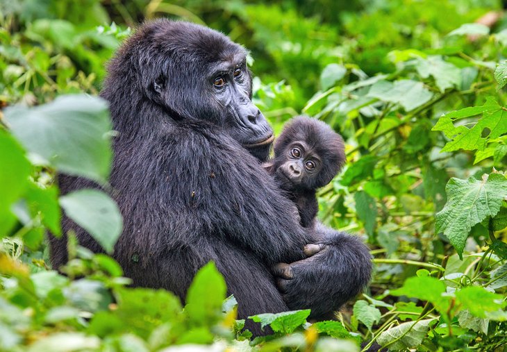 乌干达布温迪密林国家公园的山地大猩猩和她的孩子
