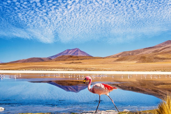 玻利维亚盐湖上的火烈鸟