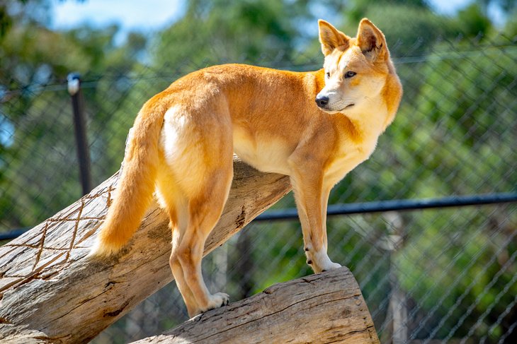 澳洲野狗巴拉腊特野生动物公园