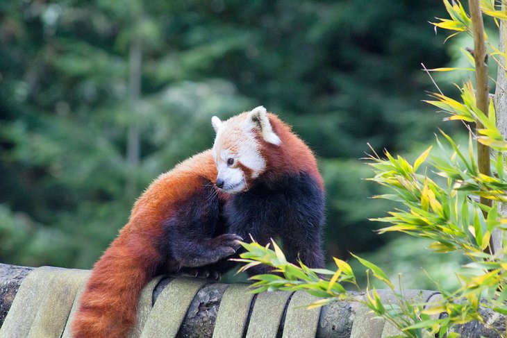 红熊猫红杉动物园