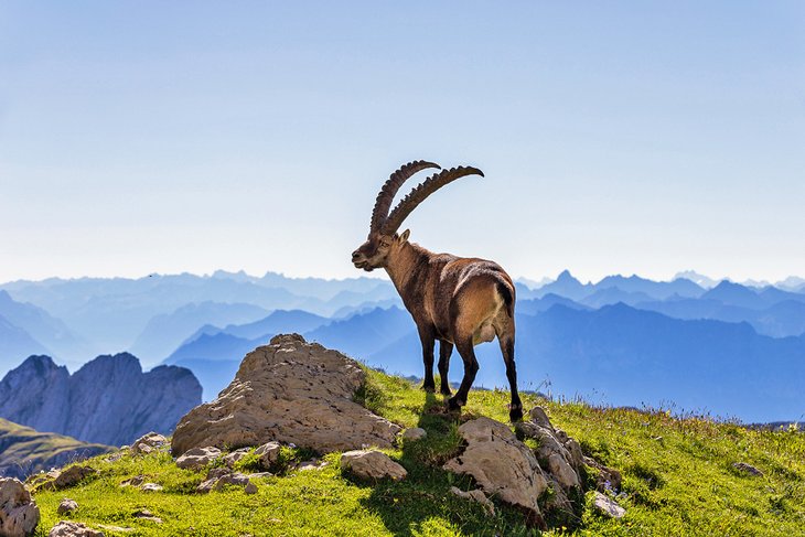 瑞士国家公园里的野山羊