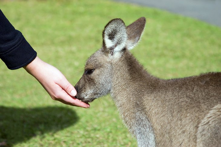 在澳大利亚动物园用手喂袋鼠