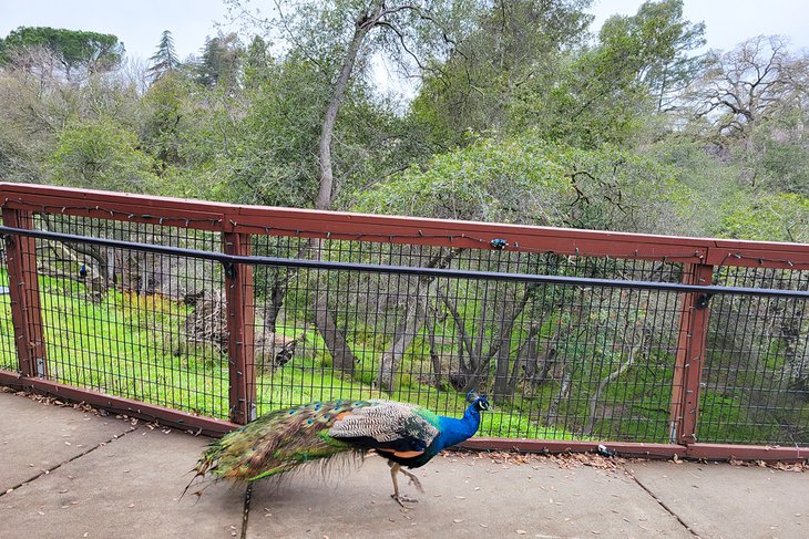 福尔松市动物园保护区的孔雀