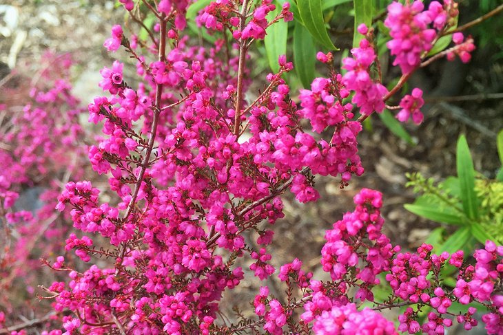 蓝山植物园里鲜艳的粉红色花朵