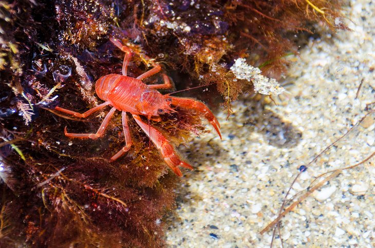 拉霍亚潮池里的红蟹